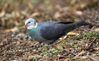 鴿屬|Columba pulchricollis Blyth, 1846 